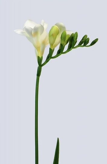 Fresia: lievelingsbloem van Thom Klawer